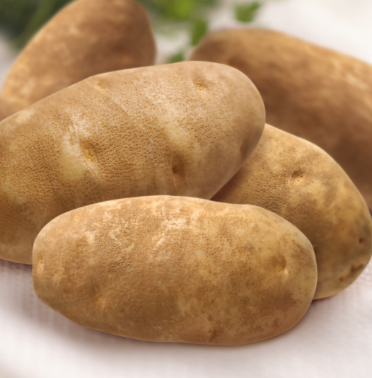 Russet Potato Variety