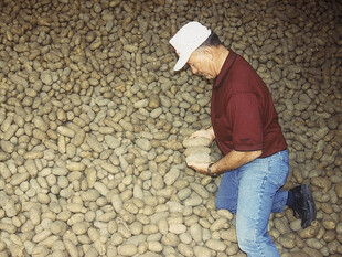 Albert Wada looking over potatoes in storage
