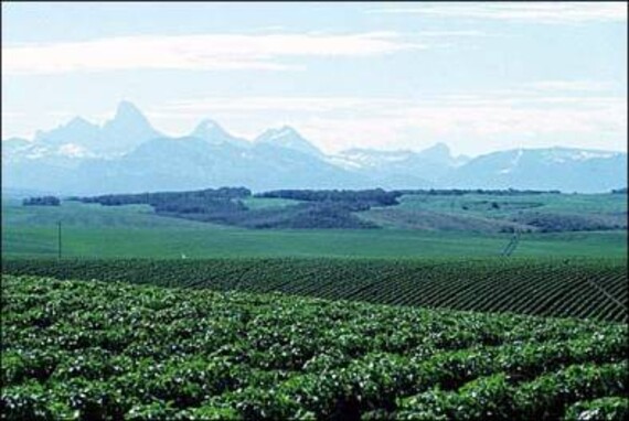 Rolling fields of Idaho potatoes; Teton mountains in background.