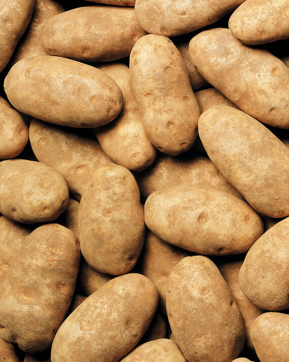 A Group of Idaho Russet Burbank Potatoes